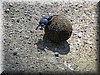 09 Nakuru - Mestkever.JPG