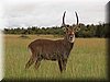 21 MasaiMara - Waterbok.jpg