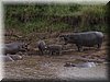 23 MasaiMara - Hippopool2.jpg