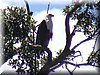 25 MasaiMara - Visarend.jpg