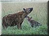 27 MasaiMara - Hyenahol2.jpg