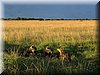 28 MasaiMara - Hyenehol3.jpg