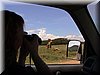 29 MasaiMara - Leeuw1.jpg