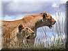 30 MasaiMara - Leeuw3.jpg