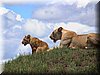 31 MasaiMara - Leeuw4.jpg