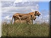 32 MasaiMara - Leeuw2.jpg