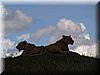 33 MasaiMara - Leeuw5.jpg