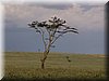 34 MasaiMara - Gieren.jpg