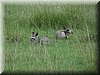 35 MasaiMara - Batered fox.jpg