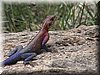 36 MasaiMara - Hagedis1.jpg