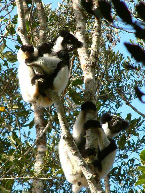 Madagascar11080.JPG