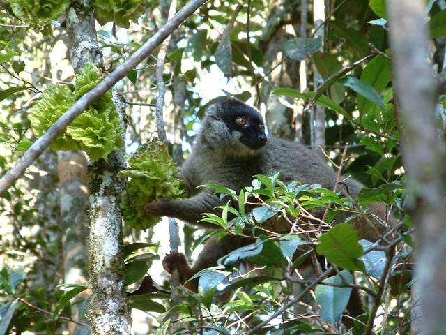Madagascar11200.JPG
