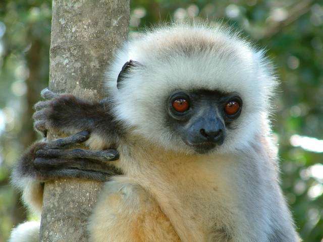 Madagascar11730.JPG