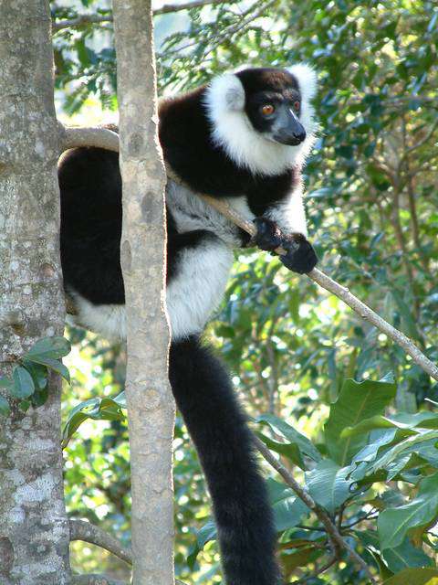 Madagascar11800.JPG