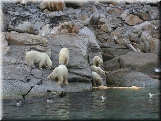 ijsberen 06_resize
