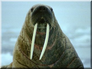 walrus - lange tanden bewerkt 1_resize_resize