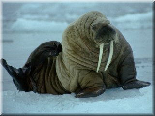 walrus - op ijs 1_resize_resize