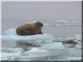 walrus 2_resize