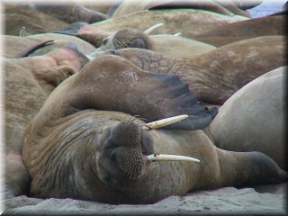 walrus 5_resize