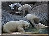 Spitsbergen - IJsberen met dode potvis.jpg
