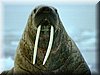 walrus - lange tanden bewerkt 1_resize_resize.jpg