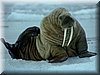 walrus - op ijs 1_resize_resize.jpg