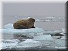 walrus 2_resize.jpg