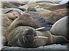 walrus 5_resize.jpg