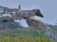 Lake Mburo en Mabamba swamp