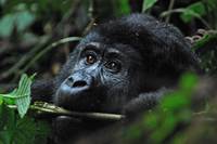Bwindi (gorilla's) en Pygmeeën