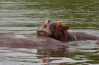 Queen Elizabeth park