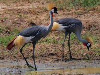 Kraanvogels