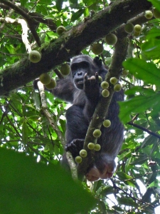 Kibale forest