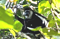 Colobus monkey
